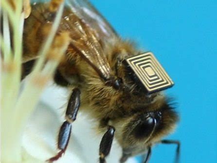 rfid tracking bees|best instrumentation for honey bees.